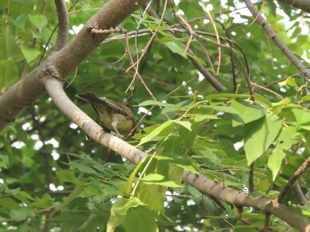 Vireo Bigotudo - ML201050451