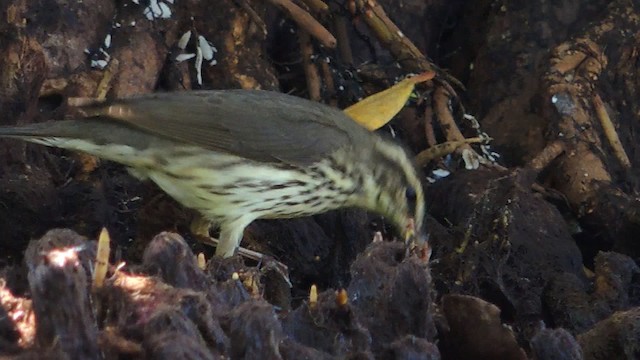 Northern Waterthrush - ML201050481