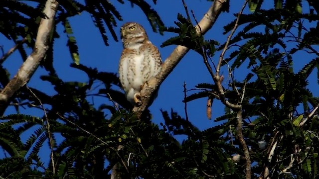 Cuban Pygmy-Owl - ML201050501
