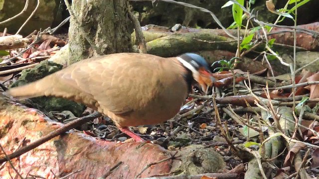 クロヒゲバト - ML201050511