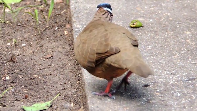 Blue-headed Quail-Dove - ML201050521