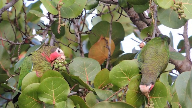 Кубинский амазон - ML201050541