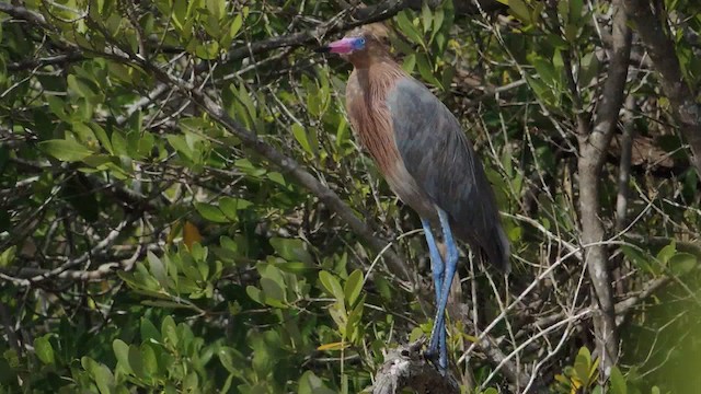 Reddish Egret - ML201050601