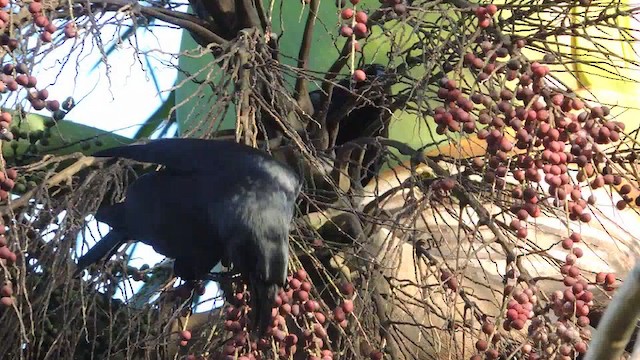 Cuban Crow - ML201050621