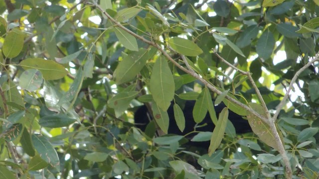 Кубинская ворона - ML201050631