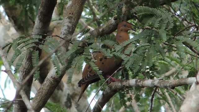 Zenaida Dove - ML201050771