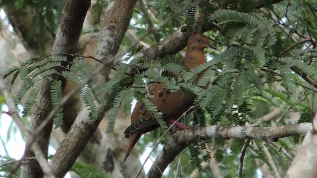 Zenaida Dove - ML201050771