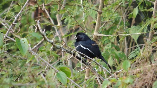 Cuban Bullfinch - ML201050781