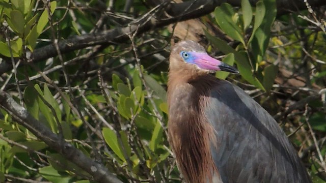 Reddish Egret - ML201050811