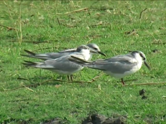 Whiskered Tern - ML201050961