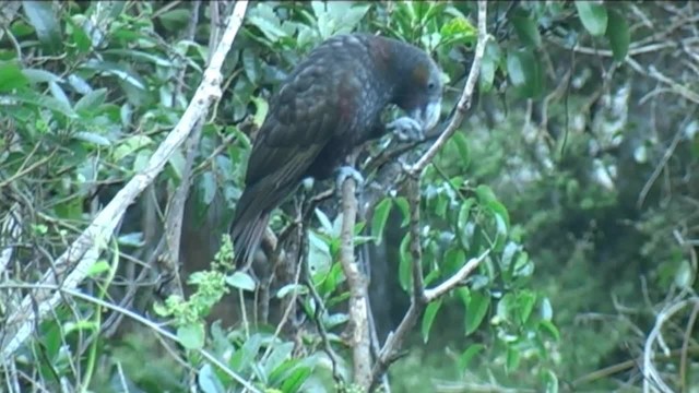 New Zealand Kaka - ML201051031