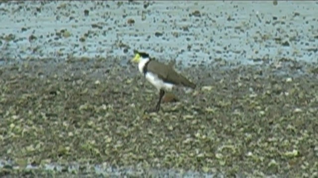 Masked Lapwing (Black-shouldered) - ML201051081