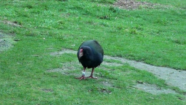 South Island Takahe - ML201051091