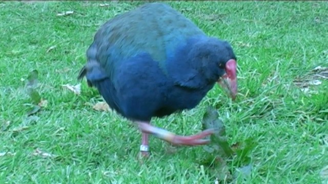 South Island Takahe - ML201051101