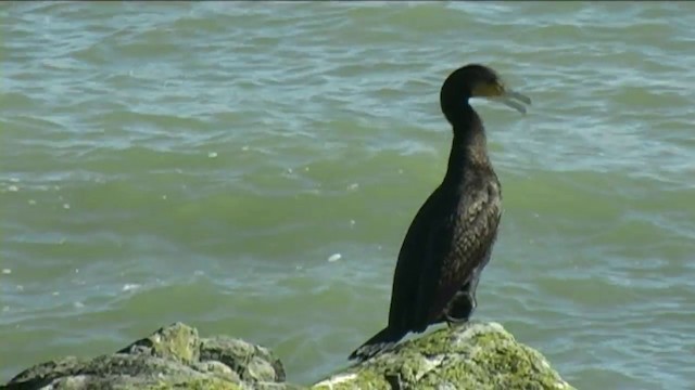 Great Cormorant (Australasian) - ML201051171