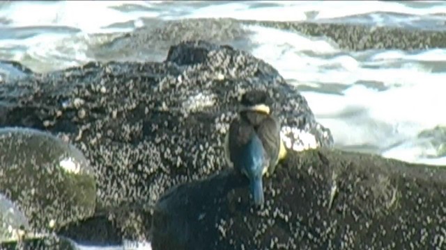 Sacred Kingfisher (New Zealand) - ML201051191