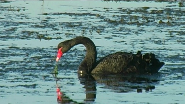Black Swan - ML201051211
