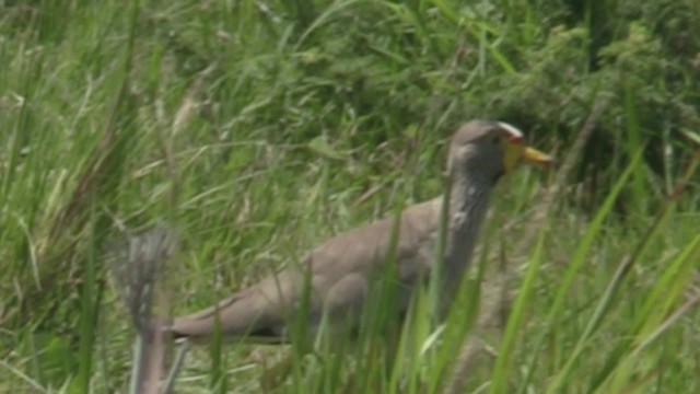 Wattled Lapwing - ML201051351