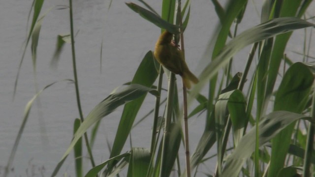 African Golden-Weaver - ML201051371