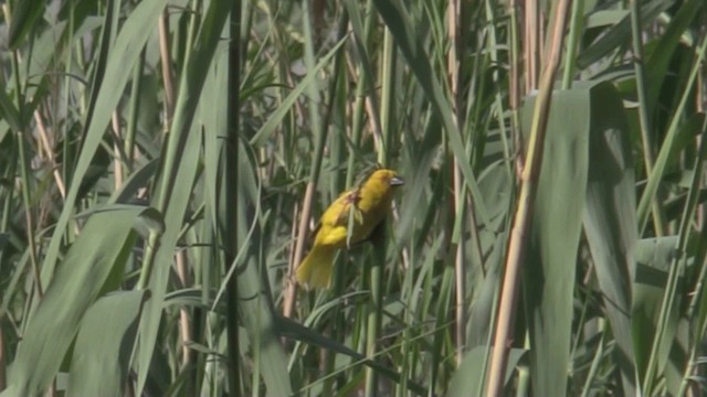 African Golden-Weaver - ML201051381