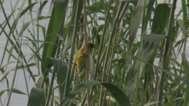 African Golden-Weaver - ML201051391