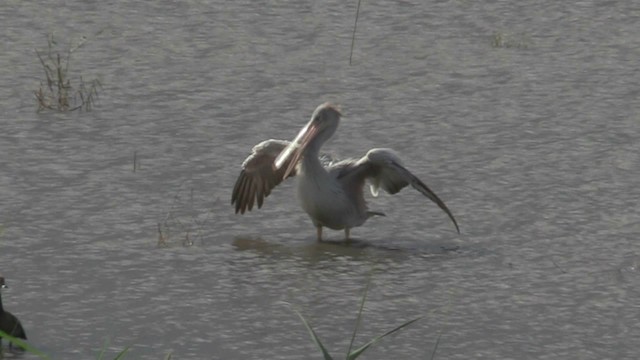 Pink-backed Pelican - ML201051401