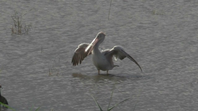 Pélican gris - ML201051401