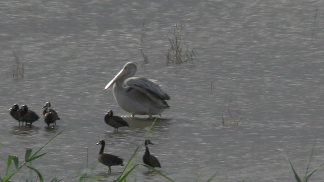 Pink-backed Pelican - ML201051411