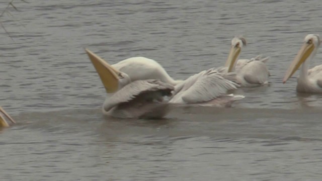 Pink-backed Pelican - ML201051431