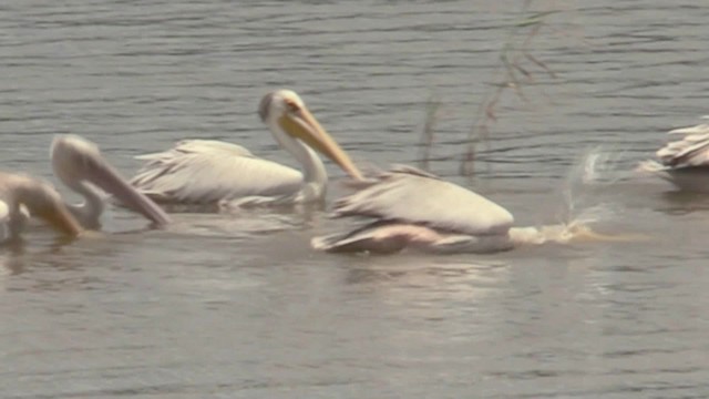 Pink-backed Pelican - ML201051441