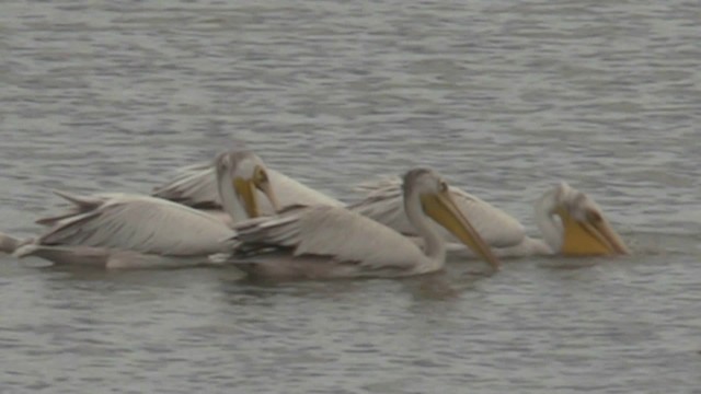 Pink-backed Pelican - ML201051451