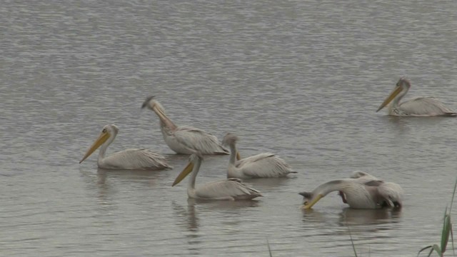 Pink-backed Pelican - ML201051461