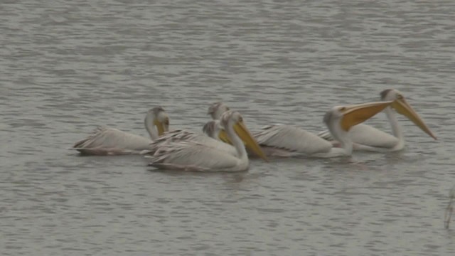 Pink-backed Pelican - ML201051471