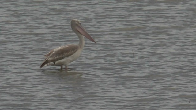 Pélican gris - ML201051511