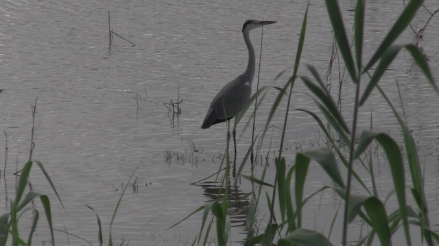 Black-headed Heron - ML201051551