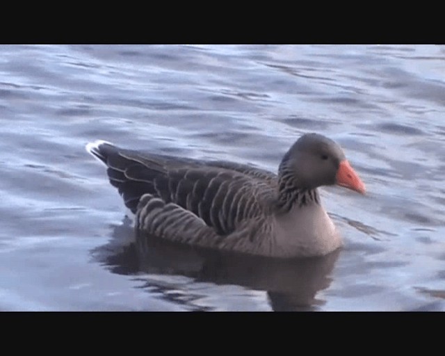 Graylag Goose - ML201051681