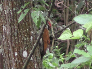 Malabar Flameback - ML201051841