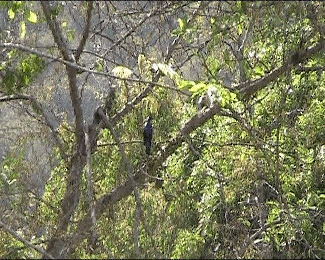 Asian Fairy-bluebird - ML201051861