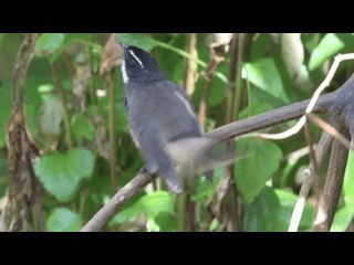 Spot-breasted Fantail - ML201051981