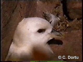 フルマカモメ（glacialis／auduboni） - ML201052001