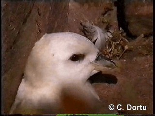 Northern Fulmar (Atlantic) - ML201052001