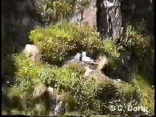 フルマカモメ（glacialis／auduboni） - ML201052011
