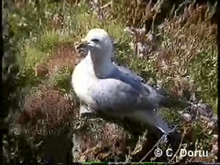 Northern Fulmar (Atlantic) - ML201052021