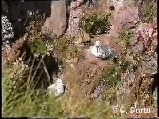 フルマカモメ（glacialis／auduboni） - ML201052031