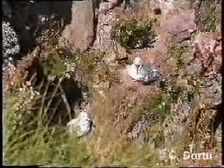 Fulmar Boreal (Atlántico) - ML201052031