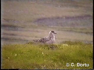 Great Skua - ML201052091