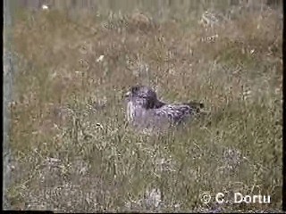 Great Skua - ML201052101