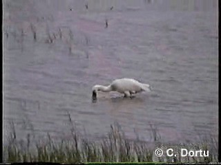 Eurasian Spoonbill - ML201052141