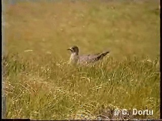 Годон хайлгана - ML201052211
