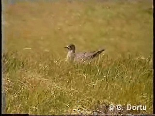 Parasitic Jaeger - ML201052211